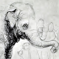 an elephant thumb
